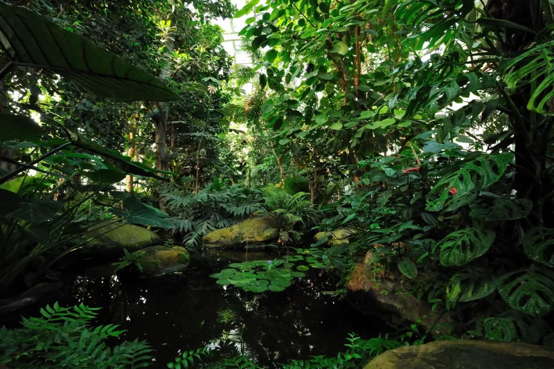Serre des forêts tropicales humides