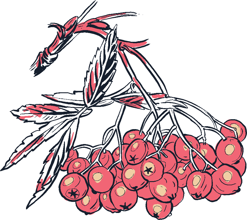 Herbier Sorbus aucuparia, Rosaceae, de Flora von Deutschland