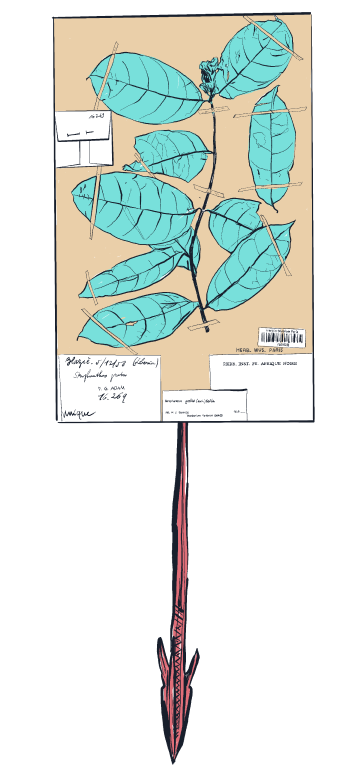 illustration d'une pointe de flèche empoisonnée