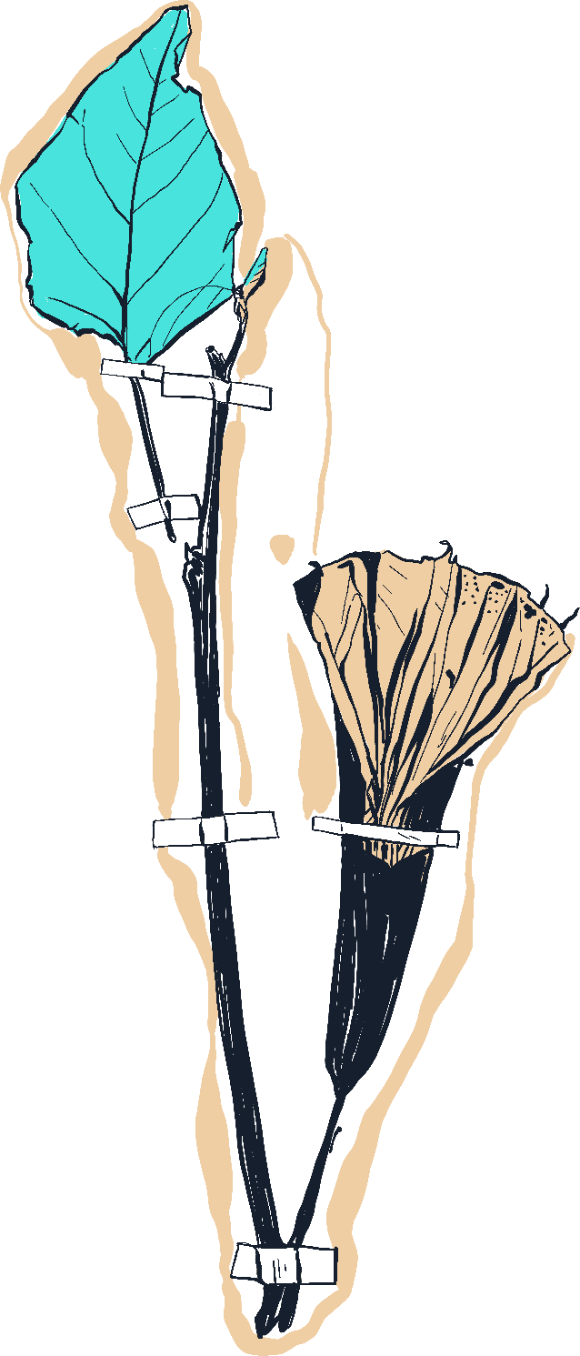 herbier datura