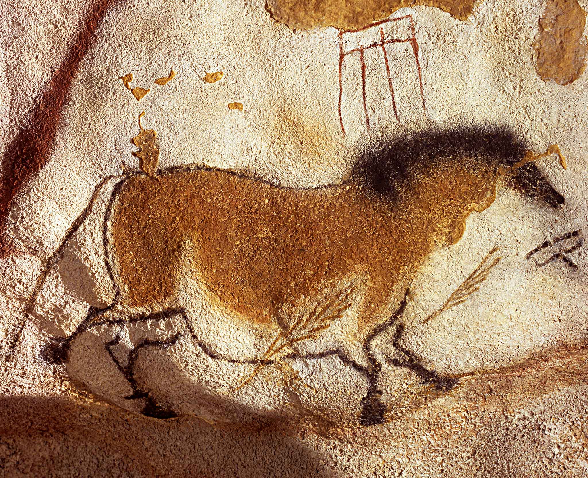 Peinture d'un cheval sur une paroi de la grotte de Lascaux.