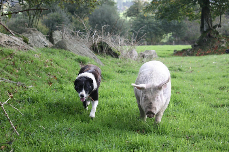 Chien et cochon marchant ensemble