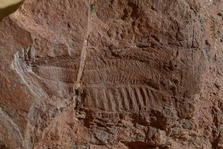 Fossile d’aile de Permotettigonia