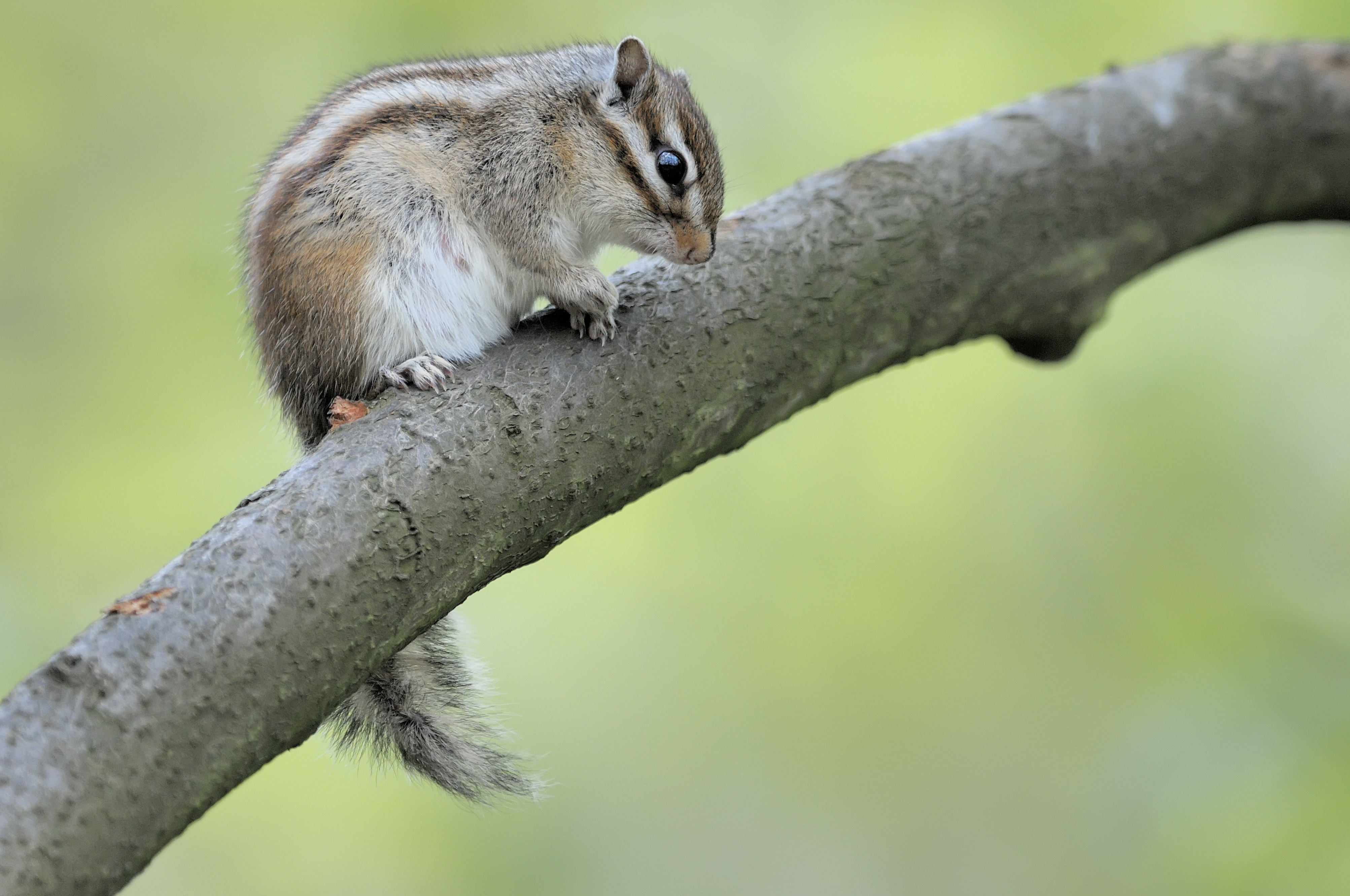 écureuil de Corée sur une branche