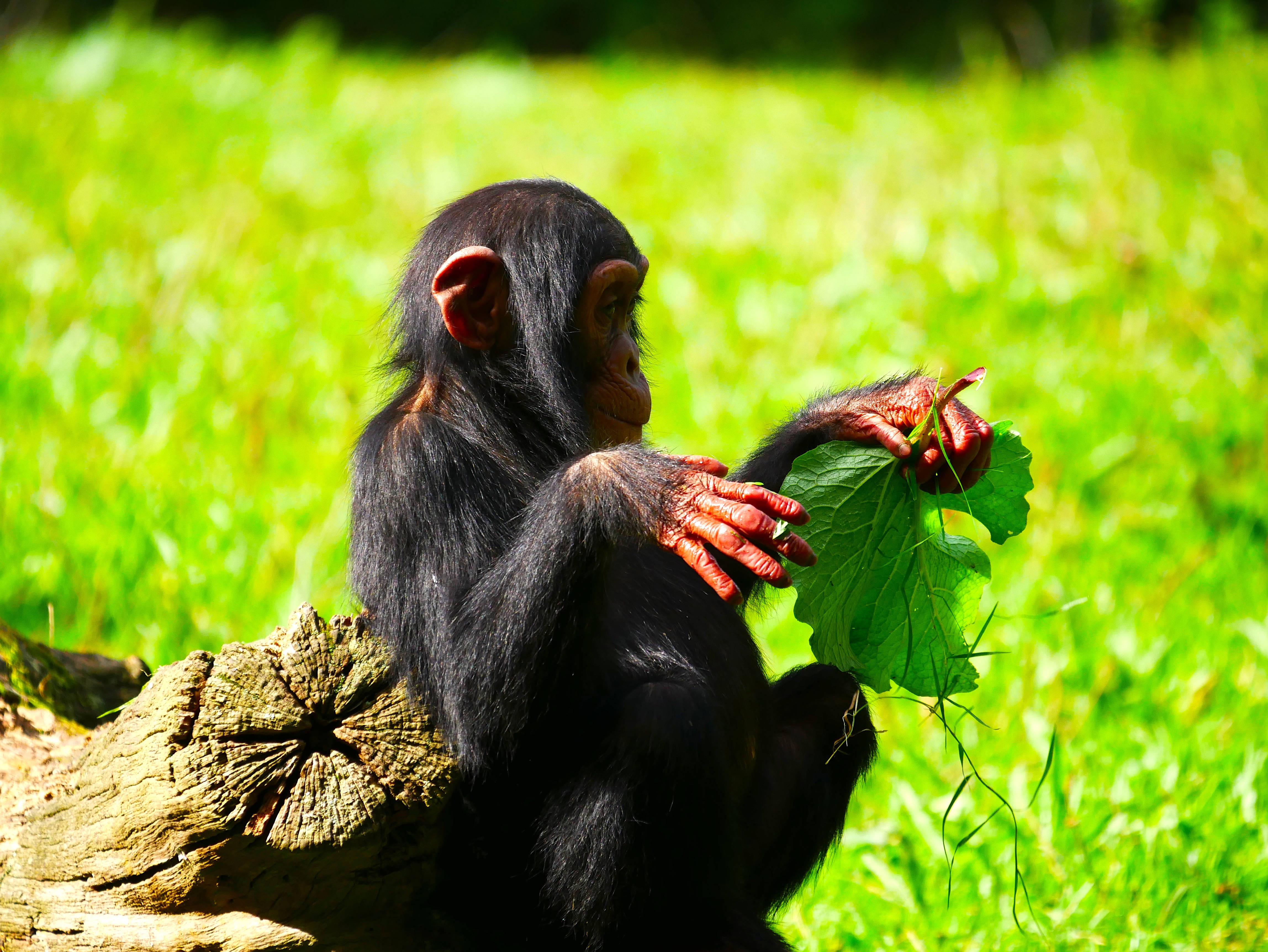 Photo d'un bébé chimpanzé allongé le long d'un tronc avec une feuille dans la main gauche