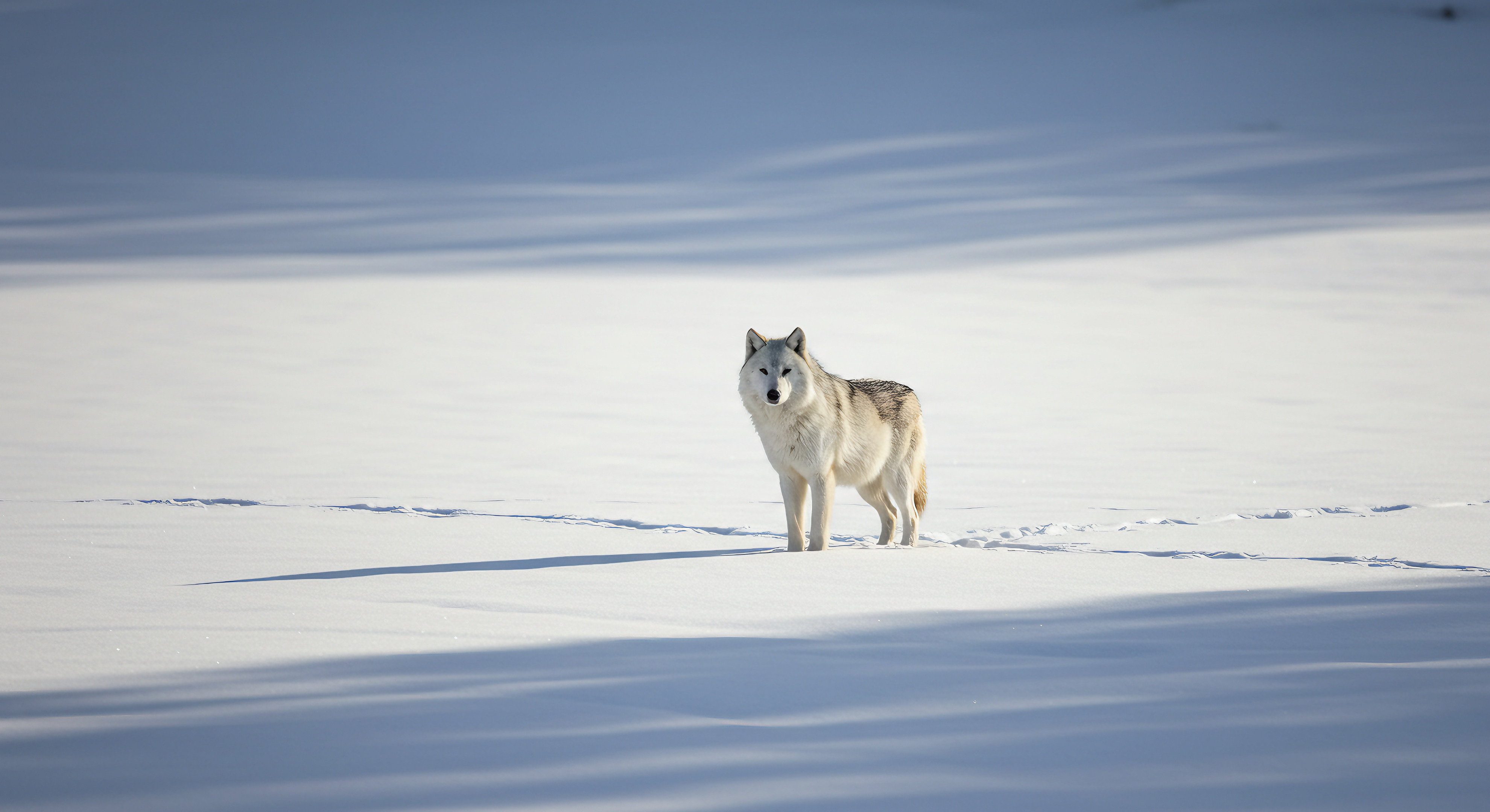 Loup Rival Loup Terrible Contre Loup